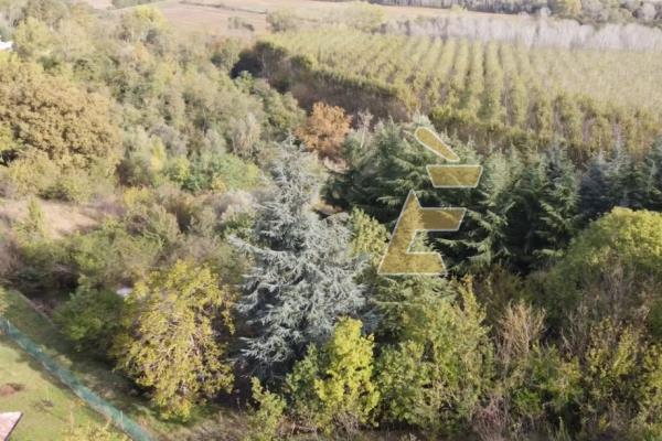 Vendita terreno agricolo Valenza (AL)