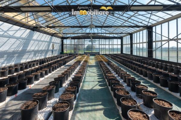 Vendita terreno edificabile di 25399 m2, Bassignana (AL) - 4