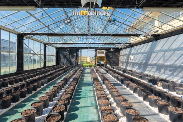 Vendita terreno edificabile di 25399 m2, Bassignana (AL) - 5