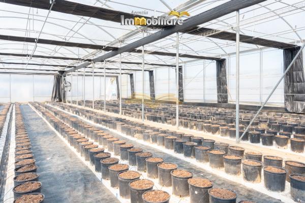 Vendita terreno edificabile di 25399 m2, Bassignana (AL) - 11