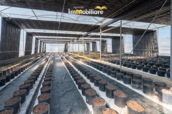 Vendita terreno edificabile di 25399 m2, Bassignana (AL) - 12