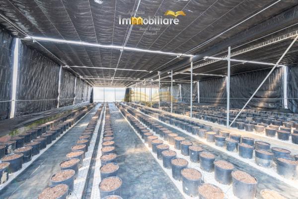 Vendita terreno edificabile di 25399 m2, Bassignana (AL) - 13